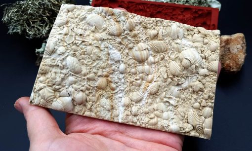 Silicone Texture The Sea Bottom 2 - 125x80mm - Image 7