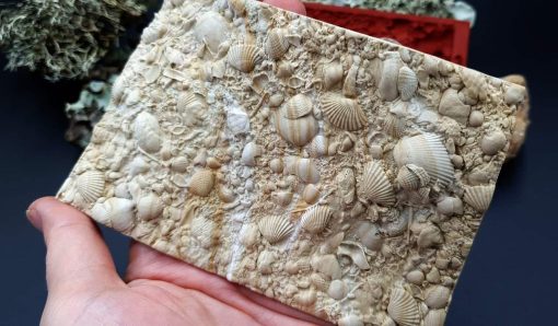 Silicone Texture The Sea Bottom 2 - 125x80mm - Image 6