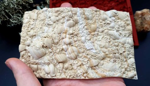 Silicone Texture The Sea Bottom 2 - 125x80mm - Image 5